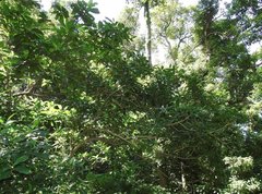 Pavetta hongkongensis