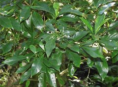 Pavetta hongkongensis