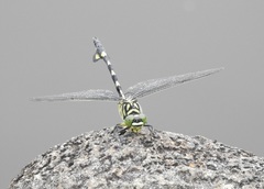 Sinictinogomphus clavatus