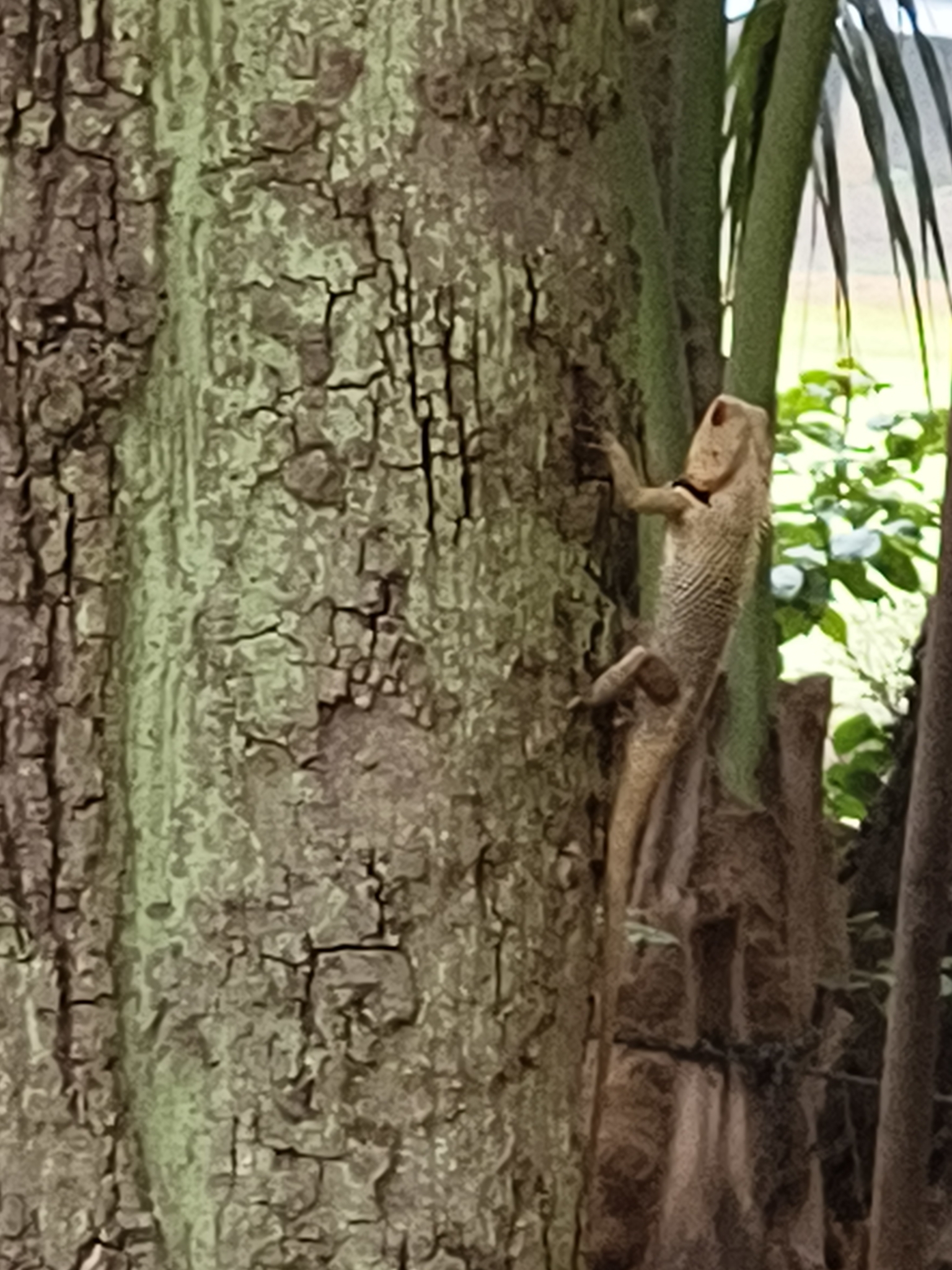 Oriental Garden Lizard