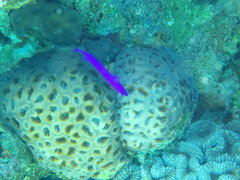 Pseudochromis fridmani