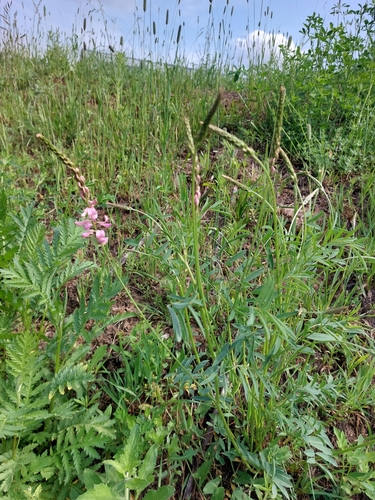 Наблюдение на iNaturalist