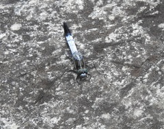 Orthetrum albistylum speciosum