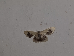 Idaea macrospila