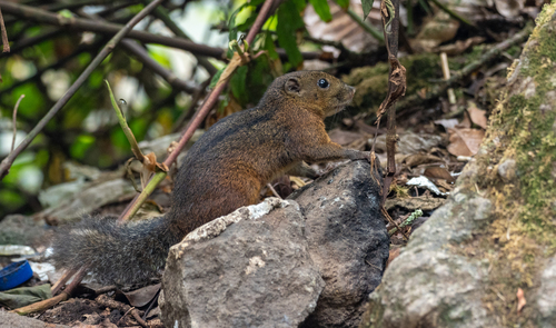 Three-striped Ground Squirrel