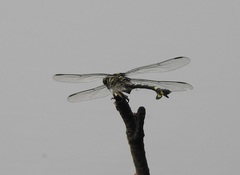 Sinictinogomphus clavatus
