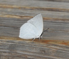 Curetis acuta paracuta