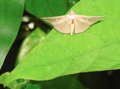 Banisia