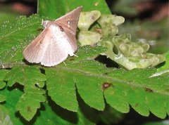 Banisia