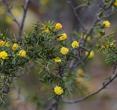 Acacia echinula