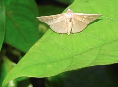 Banisia