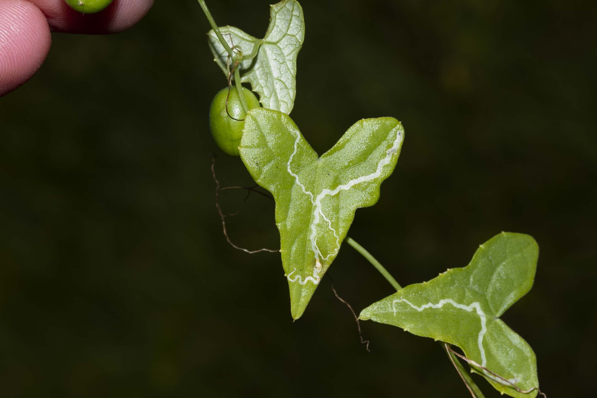 Zehneria odorata — ảnh 2