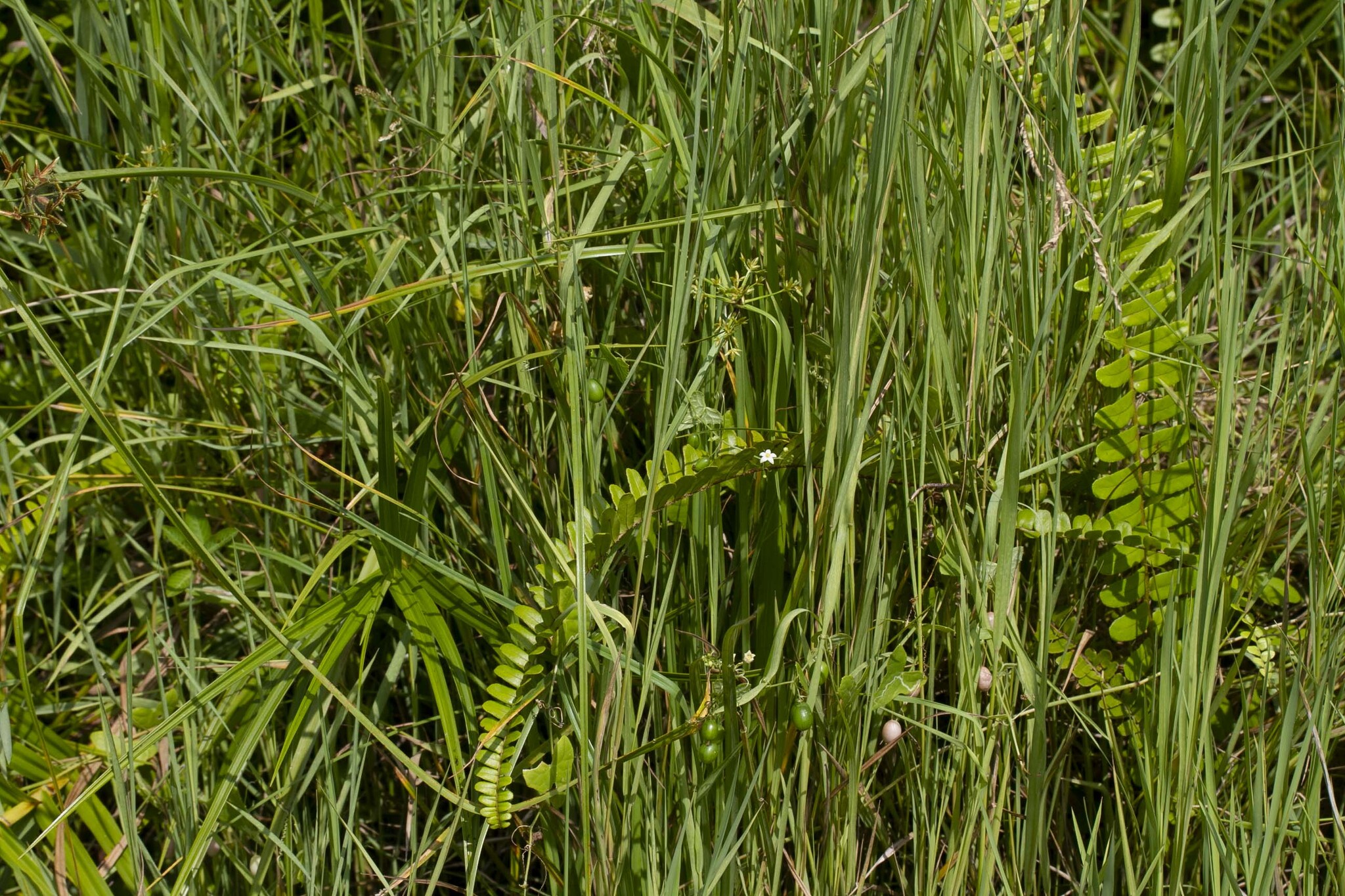 Zehneria odorata