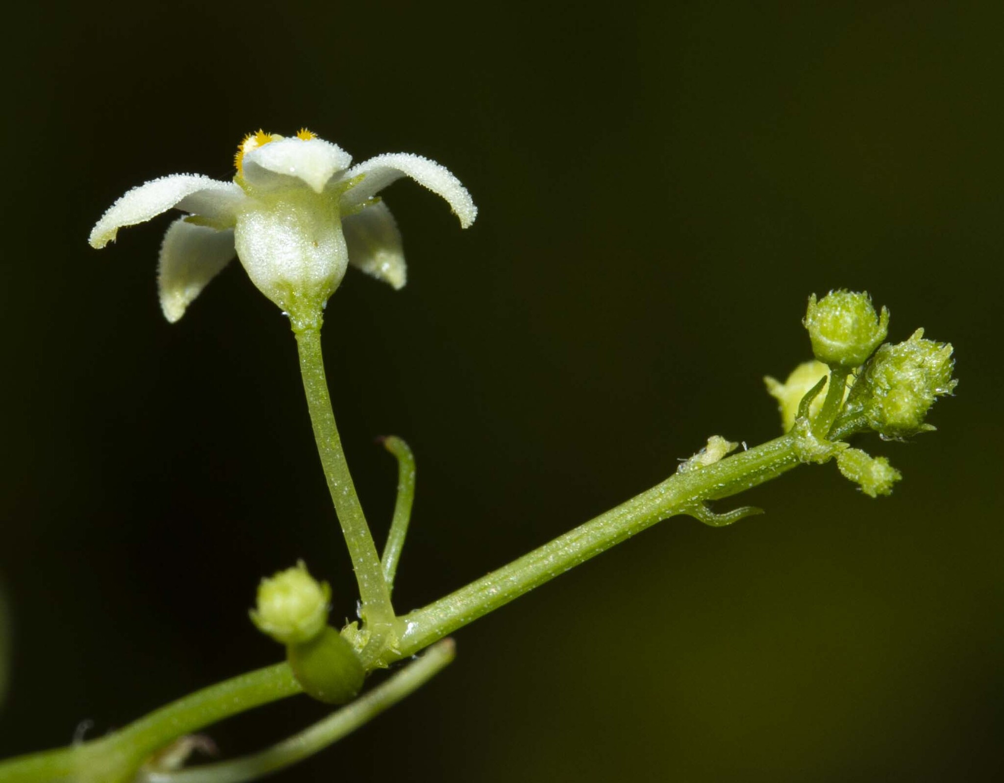 Zehneria odorata — ảnh 3