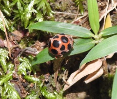 Diekeana admirabilis