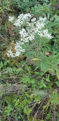 Eupatorium hyssopifolium