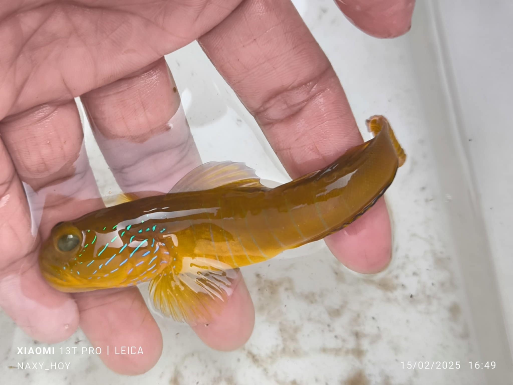Lagoon Shrimp-Goby photo 6