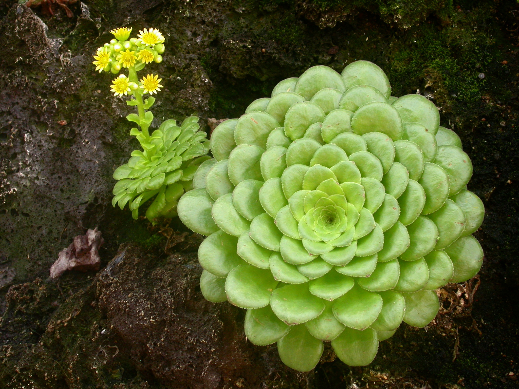 Aeonium