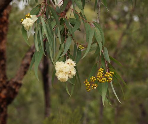 Corymbia eximia, photographed by an iNaturalist contributor