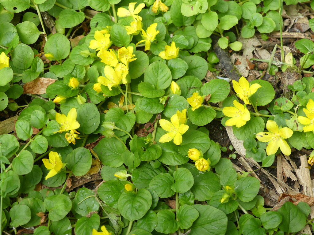 Lysimachia nummularia