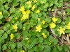 Creeping Jenny - Photo (c) miroslavamalovcova, some rights reserved (CC BY-NC)