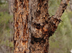 Corymbia eximia