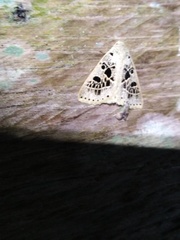 Herminodes atrosignata