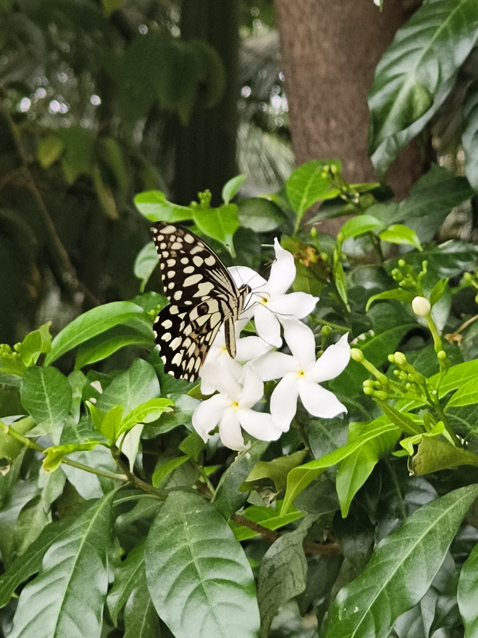 Lime Swallowtail