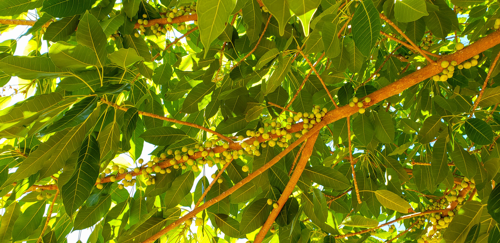 Ficus virens — ảnh 2
