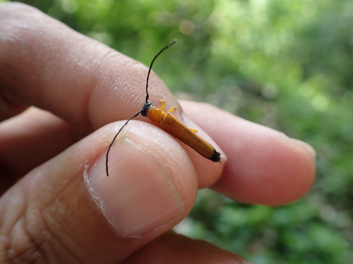 Oberea flavipennis
