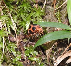 Diekeana admirabilis