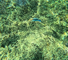 Bluestreak Cleaner Wrasse