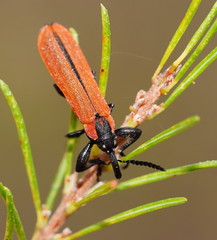 Rhinotia venusta