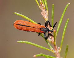 Rhinotia venusta