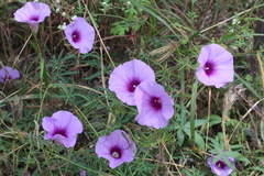 Ipomoea ternifolia