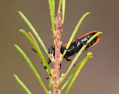 Rhinotia venusta