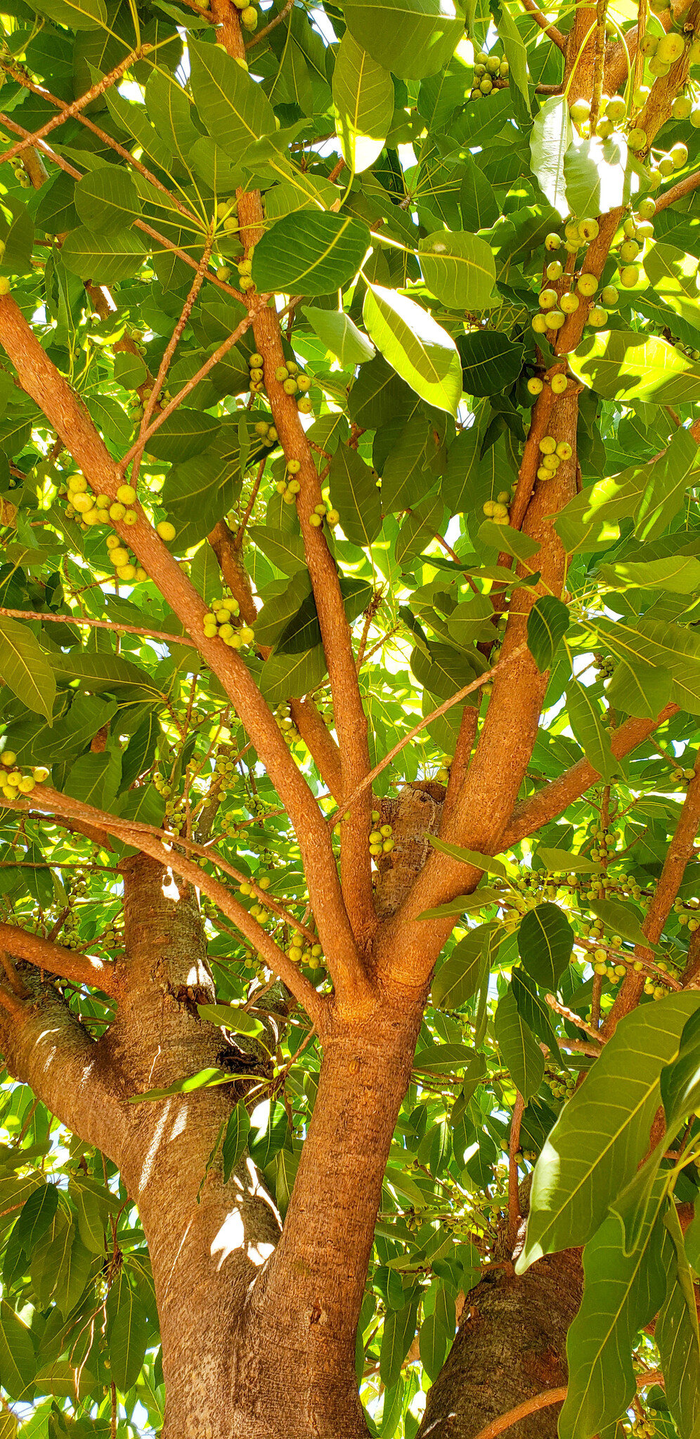 Ficus virens — ảnh 3