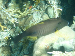 Amanses scopas