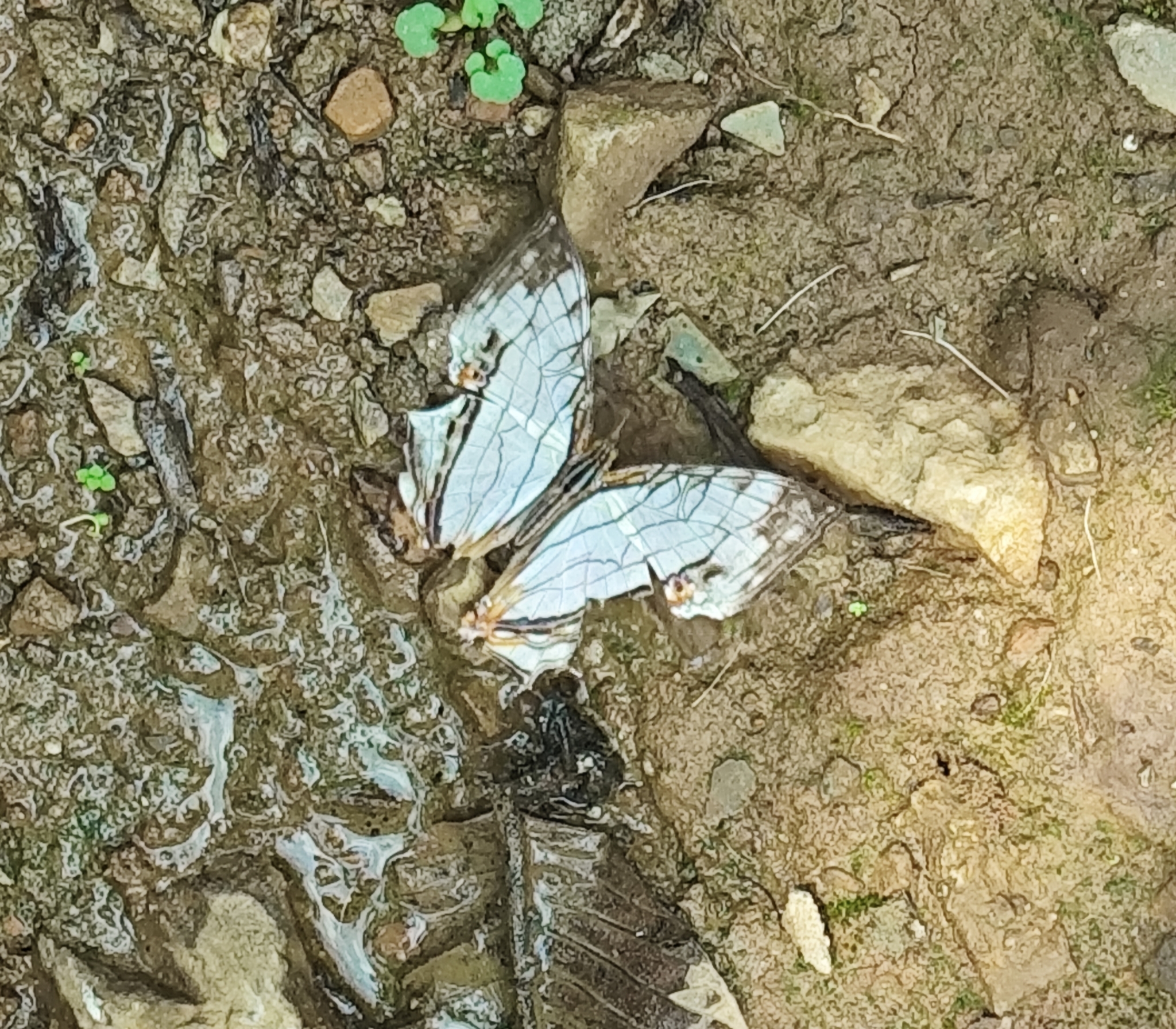 Map Butterfly