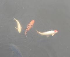 Cyprinus rubrofuscus