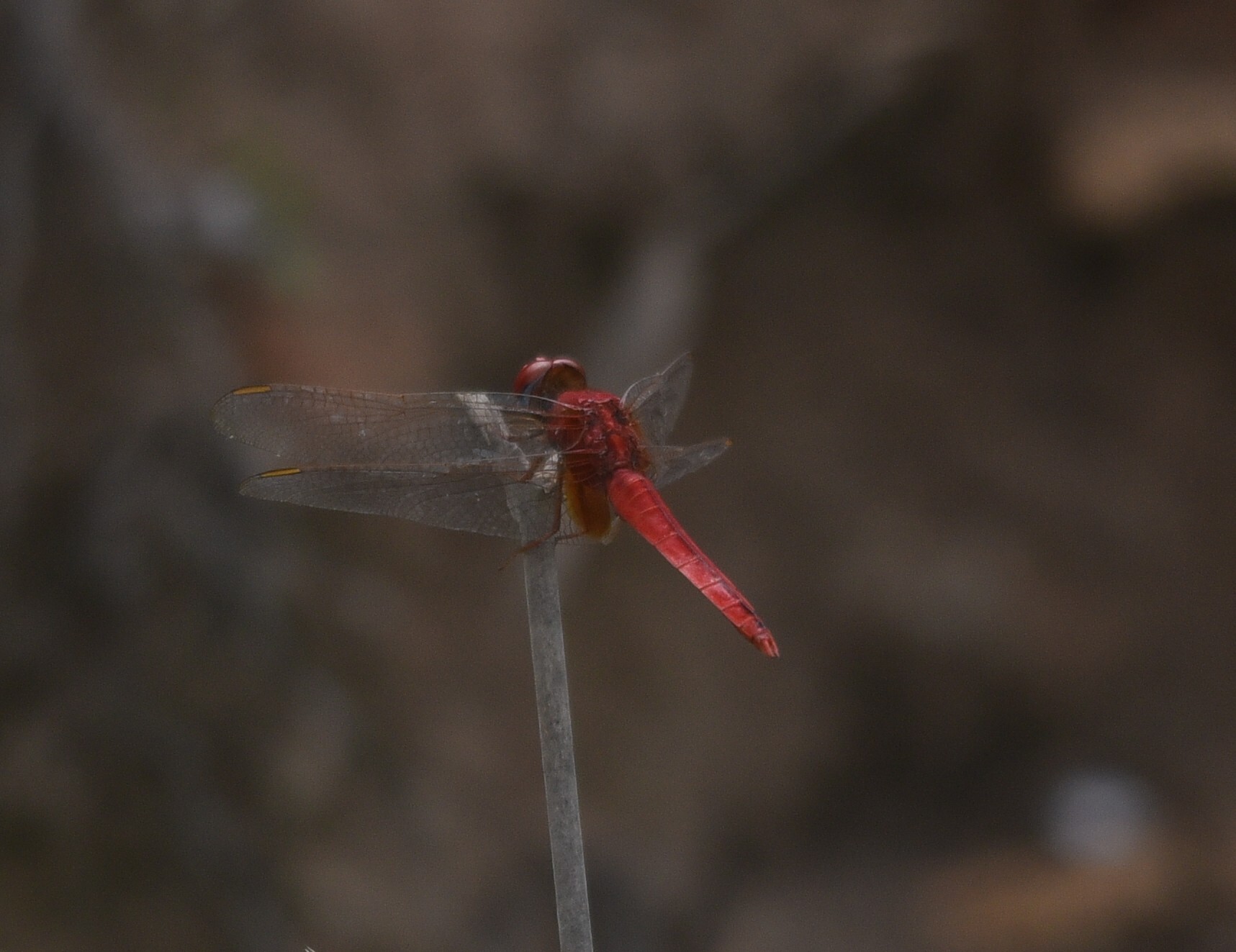Scarlet Skimmer