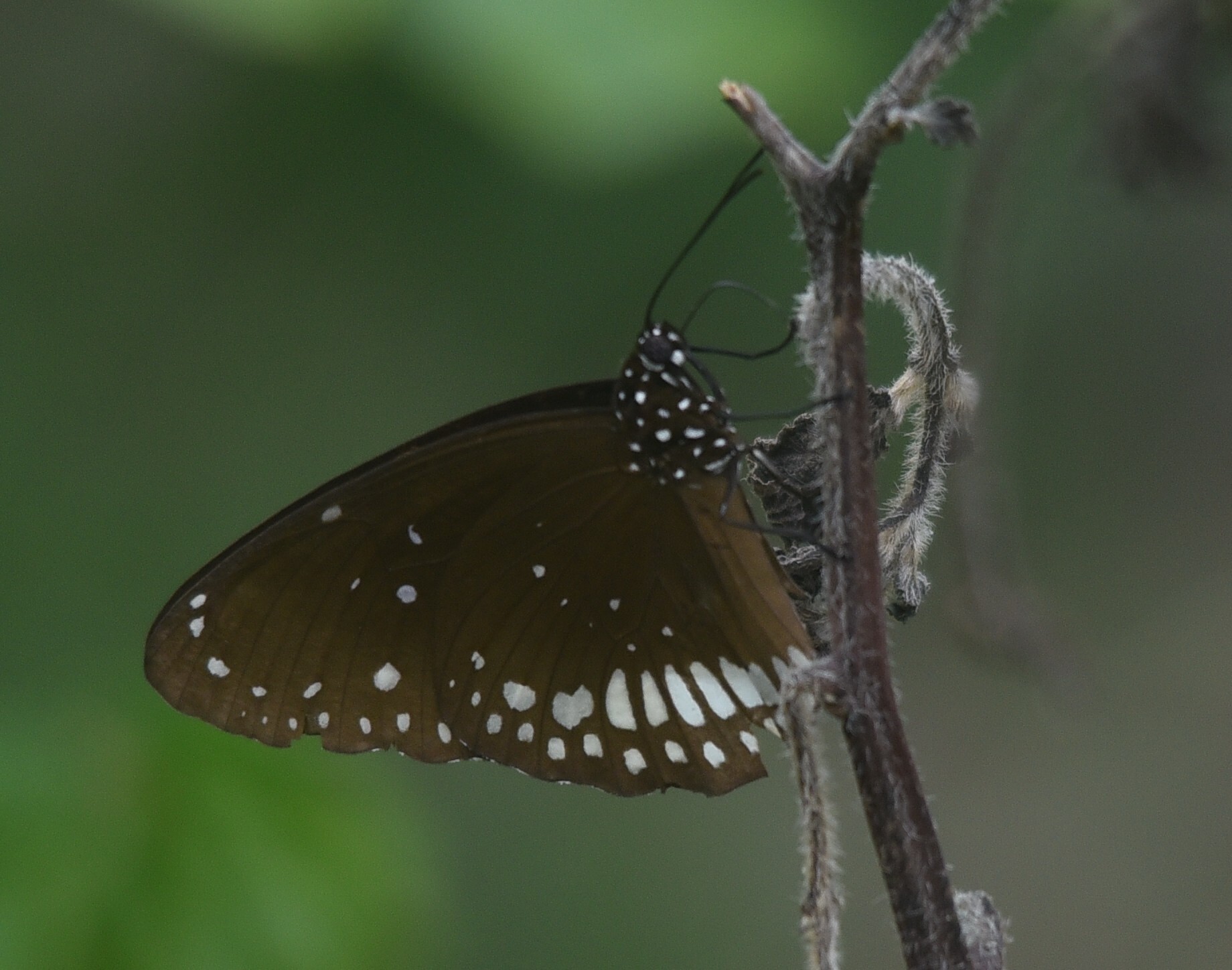 Common Crow
