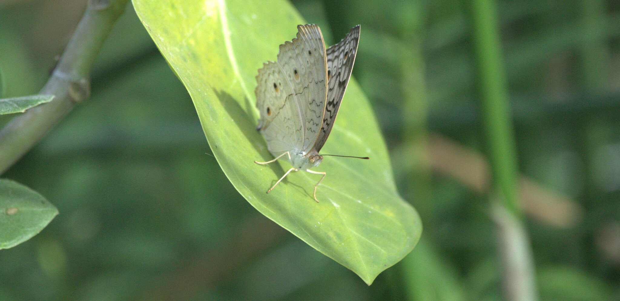 Grey Pansy