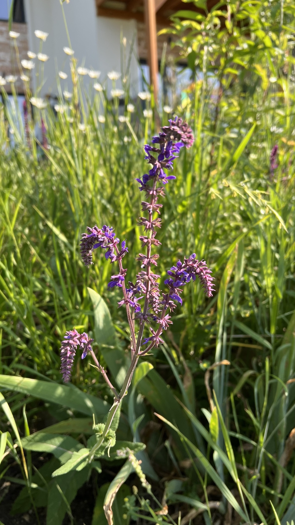 Purple Wood Sage (Salvia nemorosa)