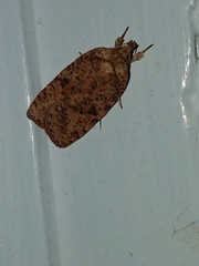 Agonopterix thelmae