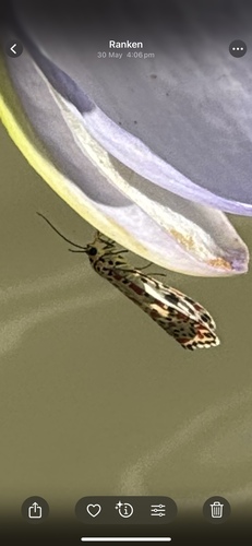 Rattlepod Moths