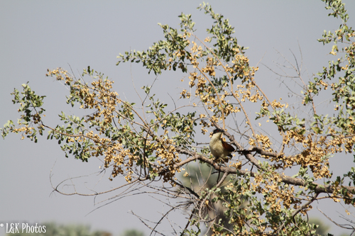 Coppery-tailed Coucal (Centropus cupreicaudus), photo 7