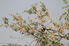 Centropus cupreicaudus