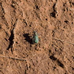 Cicindela purpurea