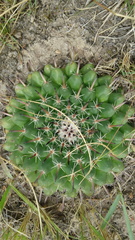 Mammillaria uncinata